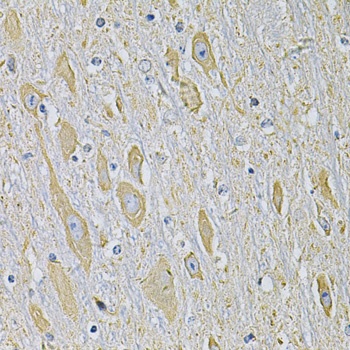RAB17 Antibody