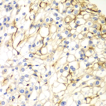 VANGL2 Antibody