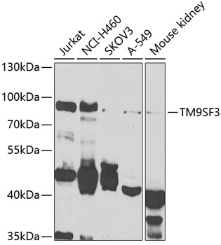 TM9SF3 Antibody