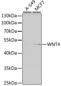 WNT4 Antibody