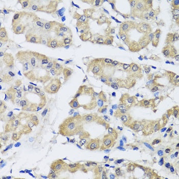 SCG3 Antibody