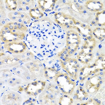 SCG3 Antibody