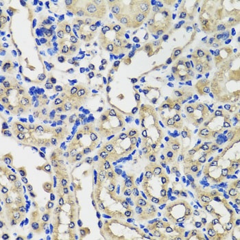 SCG3 Antibody