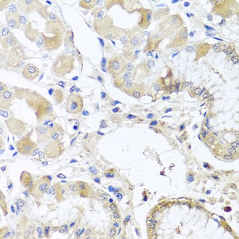 RPL36 Antibody