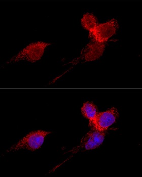 RPL36 Antibody