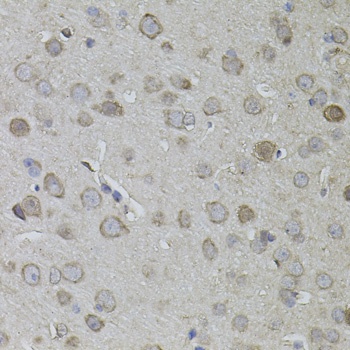 CKAP4 Antibody