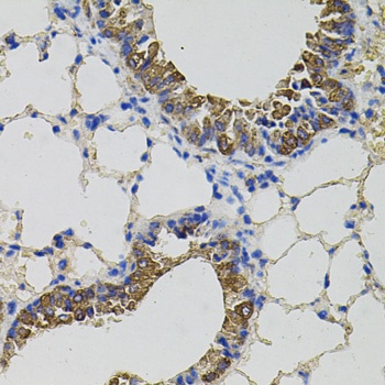 CKAP4 Antibody