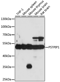 PSTPIP1 Antibody