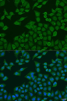 PLA2G4C Antibody
