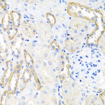 BSND Antibody