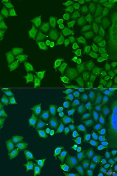 SYT4 Antibody