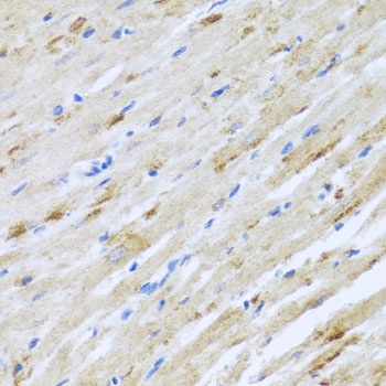 STRN Antibody