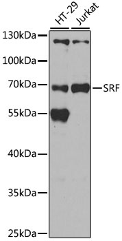 SRF Antibody