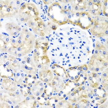 SHMT1 Antibody