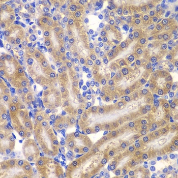 SHC1 Antibody