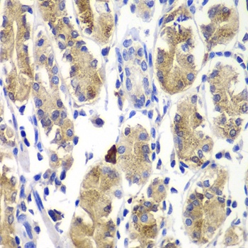 SHC1 Antibody