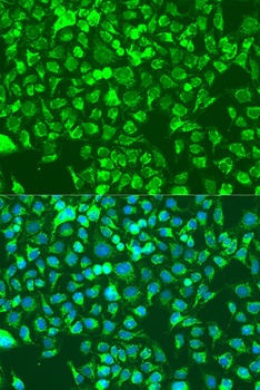 SHC1 Antibody