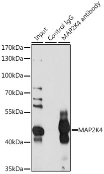 MAP2K4 Antibody