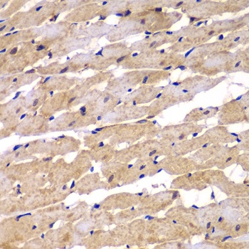 PSEN2 Antibody