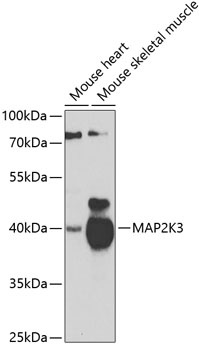 MAP2K3 Antibody