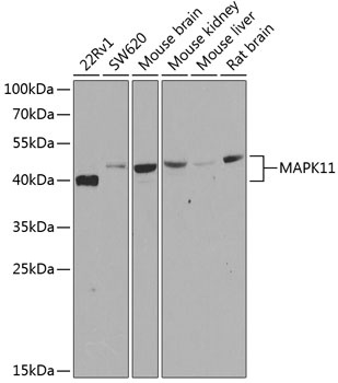 MAPK11 Antibody