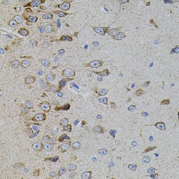 MAPK11 Antibody