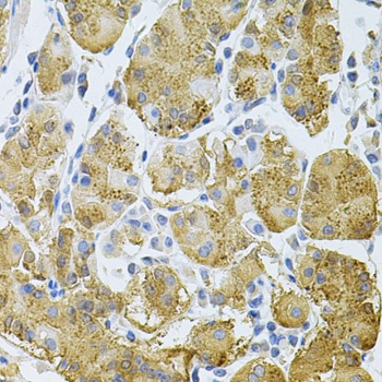 PLCG1 Antibody