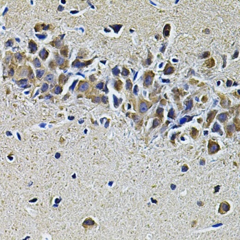 PLCG1 Antibody