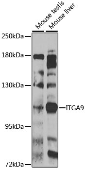 ITGA9 Antibody