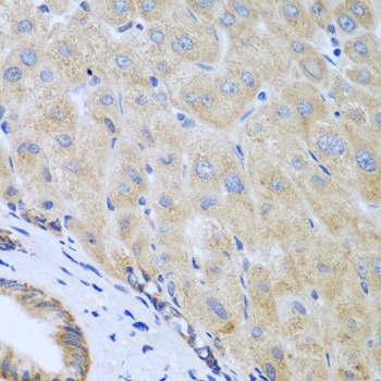 IL5 Antibody