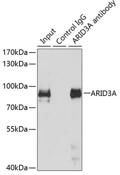 ARID3A Antibody