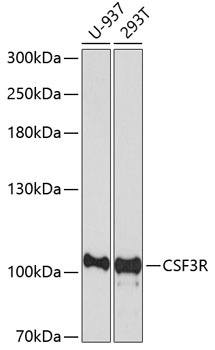 CSF3R Antibody