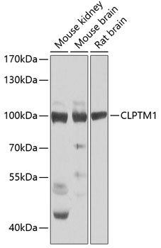 CLPTM1 Antibody