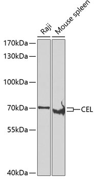 CEL Antibody