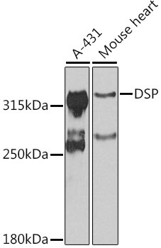 DSP Antibody