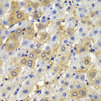 DSP Antibody