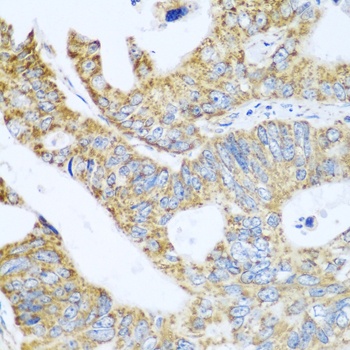 GLUD1 Antibody