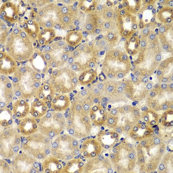 GLUD1 Antibody