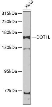 DOT1L Antibody