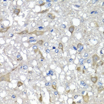 C1GALT1C1 Antibody