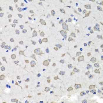 C1GALT1C1 Antibody