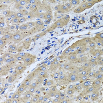 UGT2B10 Antibody
