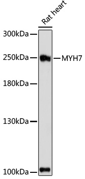 MYH7 Antibody
