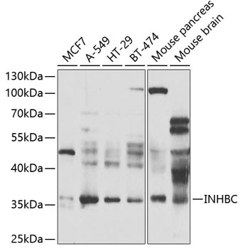 INHBC Antibody