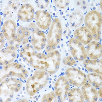 INHBC Antibody