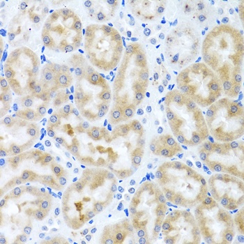 INHBC Antibody