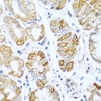 INHBC Antibody