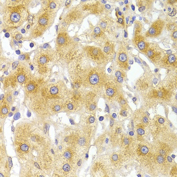 EIF4G1 Antibody