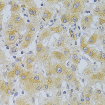 EIF4G1 Antibody