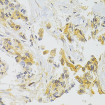 EIF4G1 Antibody